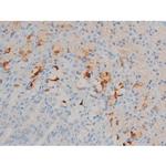 Phospho-BCL-2 (Ser70) Antibody in Immunohistochemistry (Paraffin) (IHC (P))