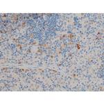 Phospho-BCL-2 (Ser70) Antibody in Immunohistochemistry (Paraffin) (IHC (P))