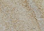 Phospho-GFAP (Ser38) Antibody in Immunohistochemistry (Paraffin) (IHC (P))