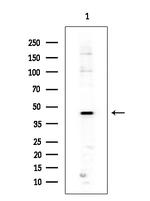 Phospho-GFAP (Ser38) Antibody in Western Blot (WB)