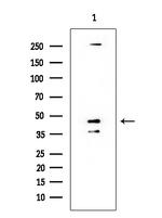 Phospho-GATA1 (Ser142) Antibody in Western Blot (WB)