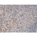 Phospho-GATA1 (Ser142) Antibody in Immunohistochemistry (Paraffin) (IHC (P))