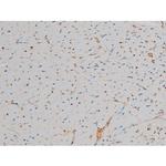 Phospho-GATA1 (Ser142) Antibody in Immunohistochemistry (Paraffin) (IHC (P))