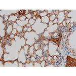 Phospho-GATA1 (Ser142) Antibody in Immunohistochemistry (Paraffin) (IHC (P))