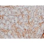 Phospho-GATA1 (Ser142) Antibody in Immunohistochemistry (Paraffin) (IHC (P))