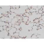 Phospho-GATA1 (Ser142) Antibody in Immunohistochemistry (Paraffin) (IHC (P))