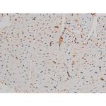 Phospho-GATA1 (Ser142) Antibody in Immunohistochemistry (Paraffin) (IHC (P))