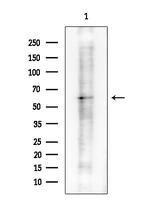 Phospho-PKR (Thr446) Antibody in Western Blot (WB)