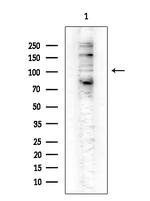 Phospho-NFkB p105/p50 (Ser907) Antibody in Western Blot (WB)