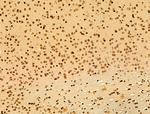 Phospho-SREBP1 (Ser439) Antibody in Immunohistochemistry (Paraffin) (IHC (P))