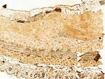 Phospho-SREBP1 (Ser439) Antibody in Immunohistochemistry (Paraffin) (IHC (P))