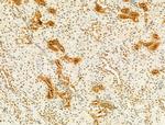 Phospho-SREBP1 (Ser439) Antibody in Immunohistochemistry (Paraffin) (IHC (P))