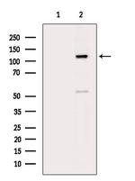 Phospho-SREBP1 (Ser439) Antibody in Western Blot (WB)