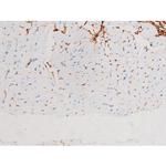 Phospho-JNK1/JNK2/JNK3 (Thr183) Antibody in Immunohistochemistry (Paraffin) (IHC (P))