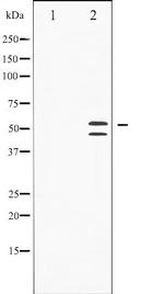 Phospho-JNK1/JNK2/JNK3 (Thr183) Antibody in Western Blot (WB)