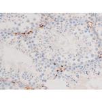 Phospho-SMAD2/SMAD3 (Thr8) Antibody in Immunohistochemistry (Paraffin) (IHC (P))