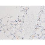 Phospho-SMAD2/SMAD3 (Thr8) Antibody in Immunohistochemistry (Paraffin) (IHC (P))