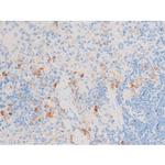 Phospho-SMAD2/SMAD3 (Thr8) Antibody in Immunohistochemistry (Paraffin) (IHC (P))