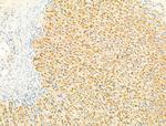 Phospho-SMAD2/SMAD3 (Thr8) Antibody in Immunohistochemistry (Paraffin) (IHC (P))