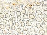 Phospho-SMAD2/SMAD3 (Thr8) Antibody in Immunohistochemistry (Paraffin) (IHC (P))