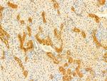 Phospho-SMAD2/SMAD3 (Thr8) Antibody in Immunohistochemistry (Paraffin) (IHC (P))