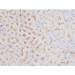 Phospho-PKC theta (Ser676) Antibody in Immunohistochemistry (Paraffin) (IHC (P))