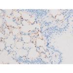 Phospho-PKC theta (Ser676) Antibody in Immunohistochemistry (Paraffin) (IHC (P))