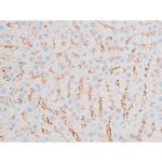 Phospho-PKC theta (Ser676) Antibody in Immunohistochemistry (Paraffin) (IHC (P))