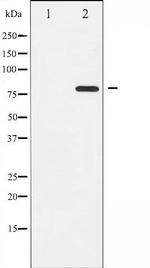 Phospho-PKC theta (Ser676) Antibody in Western Blot (WB)