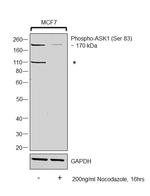 Phospho-ASK1 (Ser83) Antibody in Western Blot (WB)