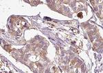 Phospho-ASK1 (Ser83) Antibody in Immunohistochemistry (Paraffin) (IHC (P))