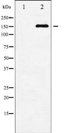 Phospho-ASK1 (Ser83) Antibody in Western Blot (WB)