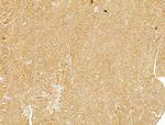 Caspase 1 p20 (Cleaved Asp296) Antibody in Immunohistochemistry (Paraffin) (IHC (P))