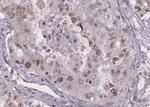 TWIST2 Antibody in Immunohistochemistry (Paraffin) (IHC (P))