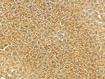 Connexin 45 Antibody in Immunohistochemistry (Paraffin) (IHC (P))