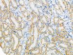 Connexin 45 Antibody in Immunohistochemistry (Paraffin) (IHC (P))