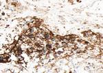 Connexin 45 Antibody in Immunohistochemistry (Paraffin) (IHC (P))