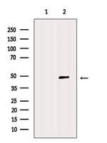 Connexin 45 Antibody in Western Blot (WB)