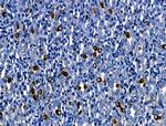 Cathepsin G Antibody in Immunohistochemistry (Paraffin) (IHC (P))