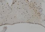 Cathepsin G Antibody in Immunohistochemistry (Paraffin) (IHC (P))