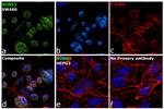 RUNX3 Antibody