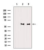 BMP-6 Antibody in Western Blot (WB)