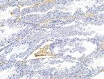 Claudin 6 Antibody in Immunohistochemistry (Paraffin) (IHC (P))