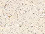 Claudin 6 Antibody in Immunohistochemistry (Paraffin) (IHC (P))