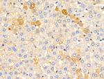 Claudin 6 Antibody in Immunohistochemistry (Paraffin) (IHC (P))