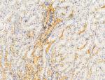 Claudin 6 Antibody in Immunohistochemistry (Paraffin) (IHC (P))