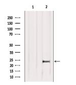 Claudin 6 Antibody in Western Blot (WB)