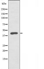 TDG Antibody in Western Blot (WB)