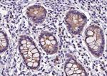 Claudin 5 Antibody in Immunohistochemistry (Paraffin) (IHC (P))