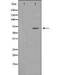 Elastin Antibody in Western Blot (WB)